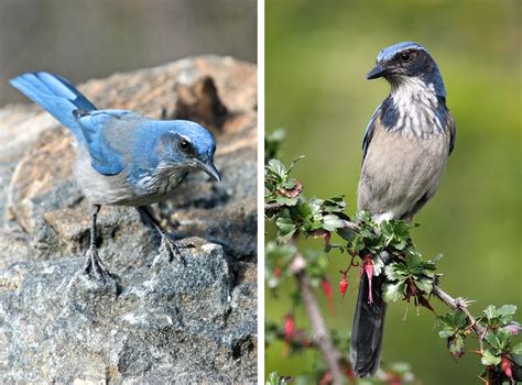 Here Are the Biggest Changes to the AOU Checklist of North American Birds | Audubon