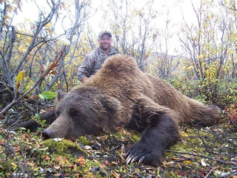 Grizzly Bear Hunting Gallery | Arctic North Guides