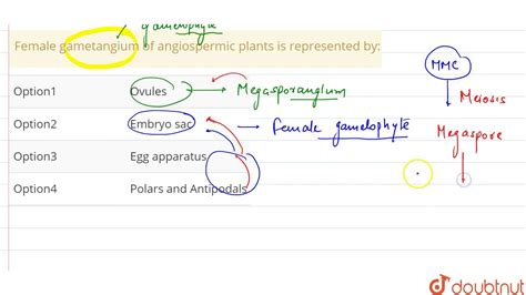 Female gametangium of angiospermic plants is represented by: - YouTube