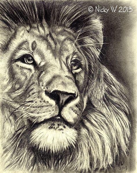 Lion Images Pencil Drawing - bestpencildrawing