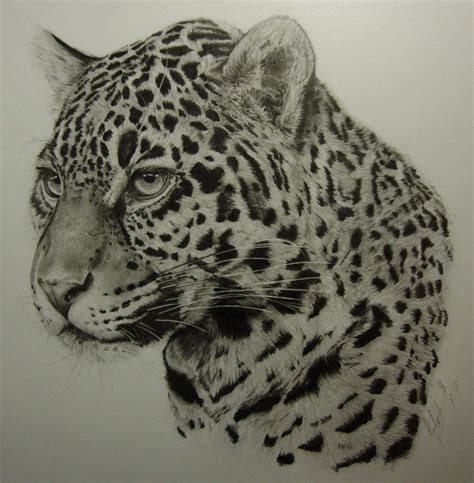 Jaguar by Dhekalia on deviantART | Cats art drawing, Cat drawing, Jaguar