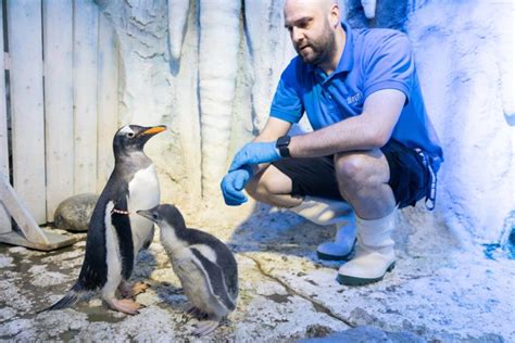 SEA LIFE London Announces The Arrival Of A New Penguin Chick