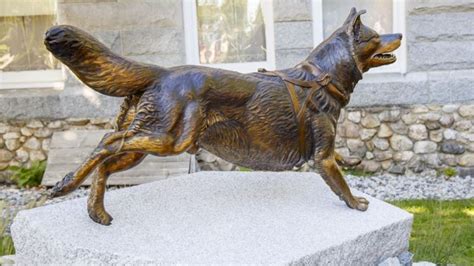 Togo, legendary sled dog, has statue unveiled at Poland Springs