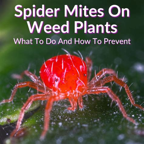 How To Get Rid Of Spider Mites On Weed With Chemical-Free, 49% OFF
