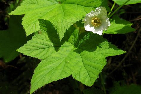 Thimbleberry - Flowers of Rainier