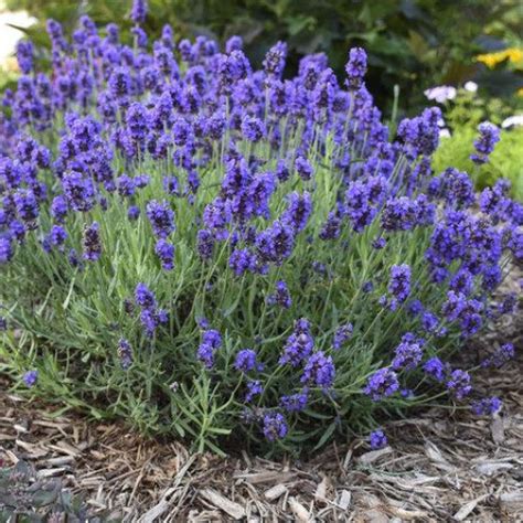 Lavender 'Sweet Romance' | Sun Perennials | Perennials | Plants & F...