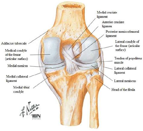 Right knee in extension [7] | Download Scientific Diagram