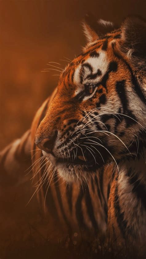 Tiger Phone Wallpaper - Mobile Abyss