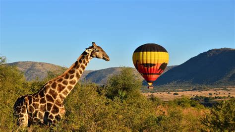 Hot Air Balloon Safari in Sun City - Activitar.com