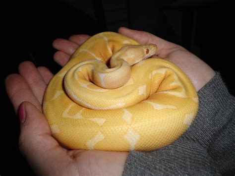 SE England - Albino spider 2012 male | Reptile Forums