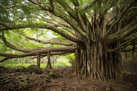 Banyan Tree Seeds for Planting 40 Seeds of Ficus - Etsy