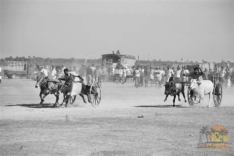 Bullock Cart Race Jaffna Sri Lanka | Click Travel Mate