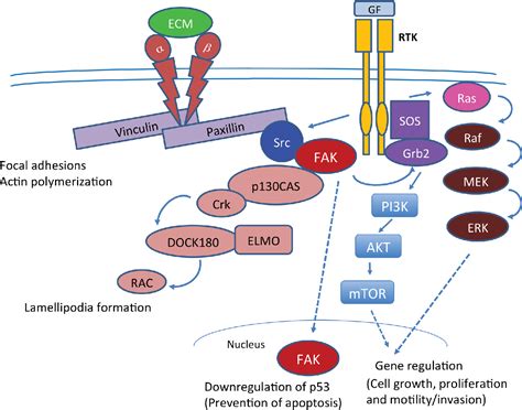 Figure 3 from FAK and paxillin, two potential targets in pancreatic cancer | Semantic Scholar