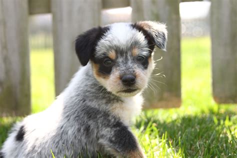 Blue Tick Heeler and Jack Russell mix | Pets | Pinterest | Jack russell mix