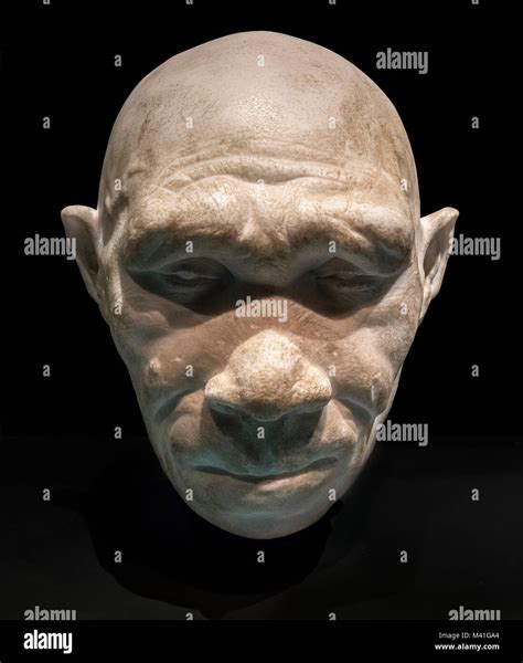 Homo Heidelbergensis. Model reconstruction of the head of Homo ...