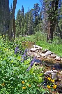 wildflowers and creek, mineral king, kings canyon national… | Flickr