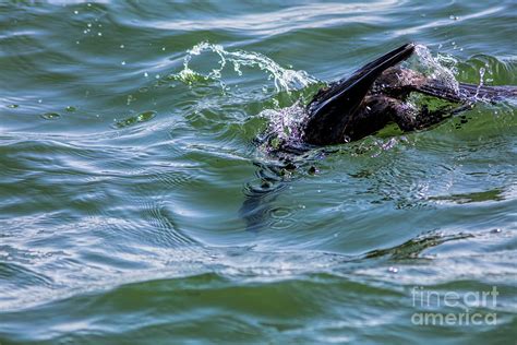 Cormorant Diving For Fish Photograph by Felix Lai - Fine Art America