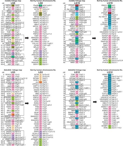 A Medaka Gene Map: The Trace of Ancestral Vertebrate Proto-Chromosomes Revealed by Comparative ...