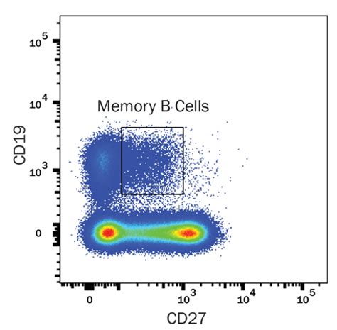 Memory B Cell Markers: R&D Systems