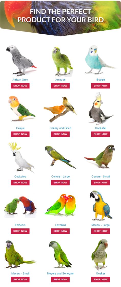 Find the perfect product for your pet #parrot by shopping at # ...