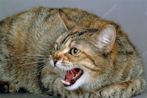 Cat hissing - Stock Image - F032/0440 - Science Photo Library