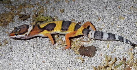 Western Banded Gecko Photograph by Nigel Downer - Fine Art America