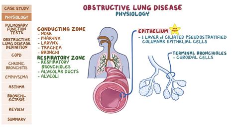 Obstructive lung diseases: Pathology review: Video | Osmosis