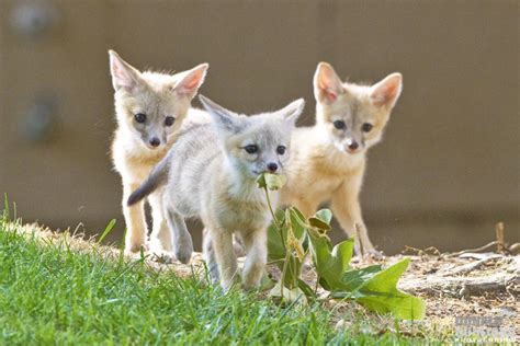 San Joaquin Kit Fox pups, Vulpes macrotis mutica, Urban carnivore ...