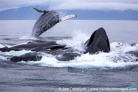 Humpback Whale Breach 10 Photo, Picture, Print | Cornforth Images