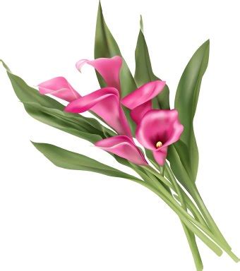 Calla Lily Flower clip art