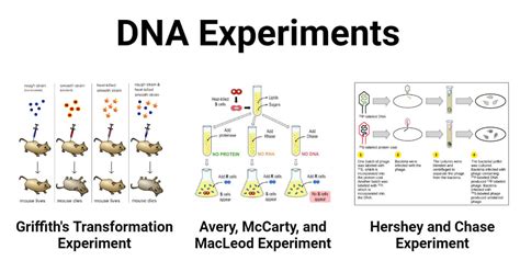 DNA Experiments (Griffith & Avery, McCarty, MacLeod & Hershey, Chase)