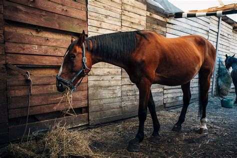 6 Science-Backed Benefits of Probiotics for Horses | Mad Barn