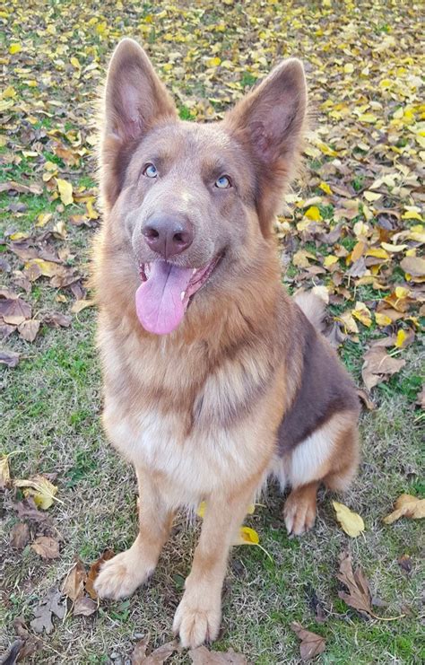 Isabella German Shepherd: Rare Coat Pattern But Great Personality