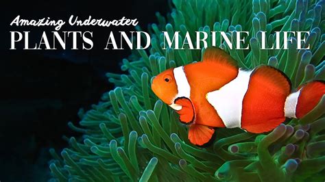 5 Amazing Underwater plants and Marine Life - YouTube