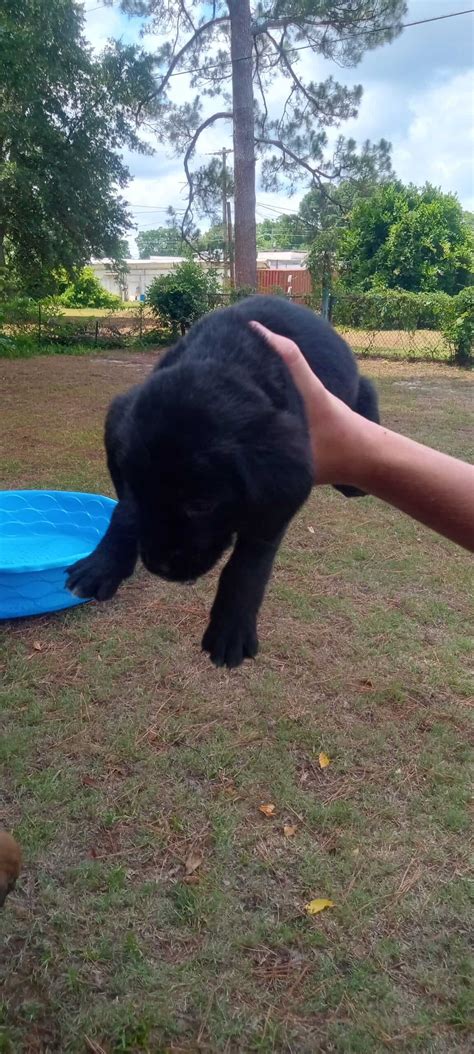 Bloodhound/Rottweiler mix puppies | PetClassifieds.com