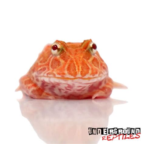 Strawberry Pacman Frog - UGR Wholesale