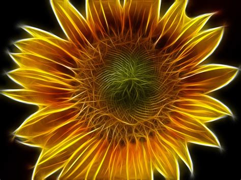 Sunflower Abstract Edited - Free image on Pixabay