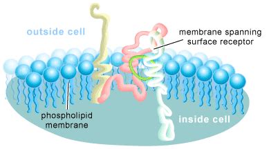 CELL SURFACE RECEPTORS: A BIOLOGICAL CONDUIT FOR INFORMATION TRANSFER | SCQ