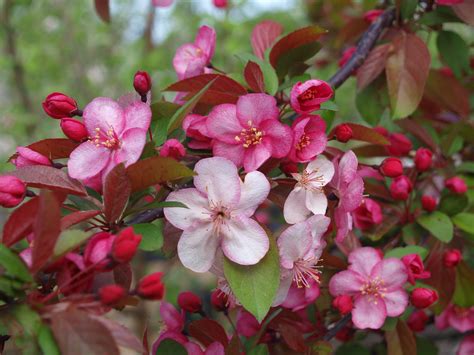 Flowering crabapple trees - Knecht's Nurseries & Landscaping