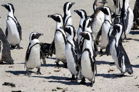 African Penguin Habitat Facts