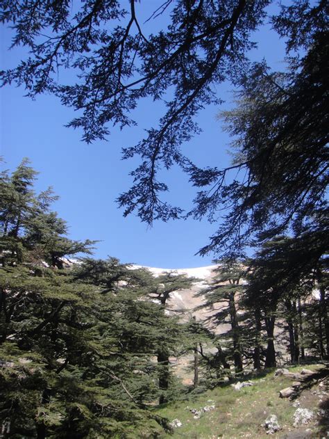 The Cedar Forests Of Lebanon | The Velvet Rocket