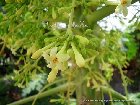 My Tropical Plants Finder: Male Papaya Flowers