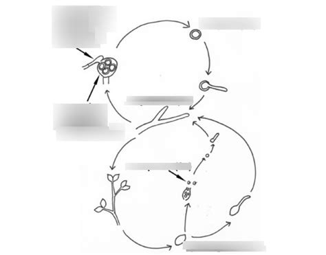 Oomycota Life Cycle Diagram | Quizlet