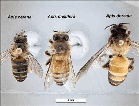 Các loài ong mật ở Việt nam | tìm hiểu thêm | Bees4life