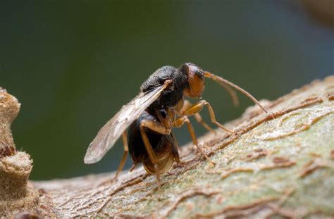 Habits and Traits of Gall Wasps