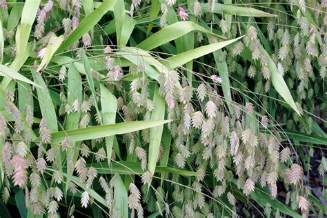 Chasmanthium latifolium / Northern Sea Oats | Wicklein's Wholesale Native Plant Nursery Maryland