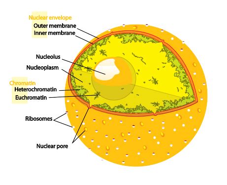 Euchromatin