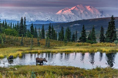 alaska-wildlife-photography-012-moose-in-pond-denali-national-park ...