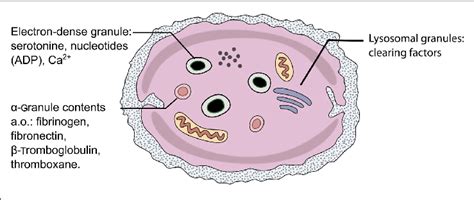 Platelets Drawing