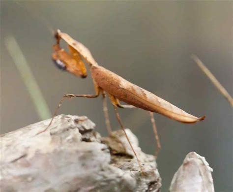 dead leaf mantis : Biological Science Picture Directory – Pulpbits.net